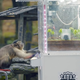 A monkey uses a crane game in the zoo.